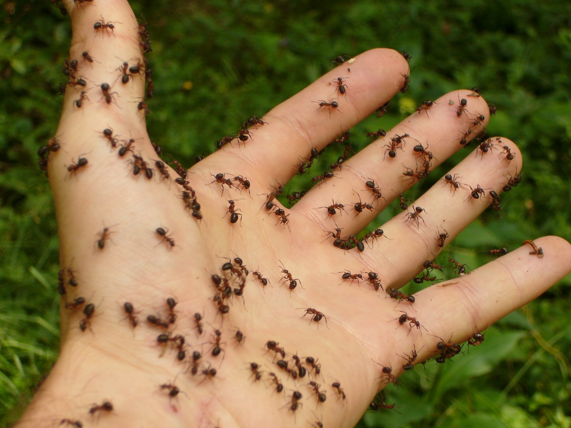 Do you know how to kill ANTS?