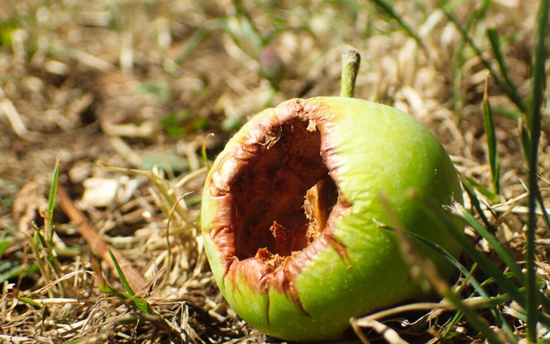 Rotten Apple